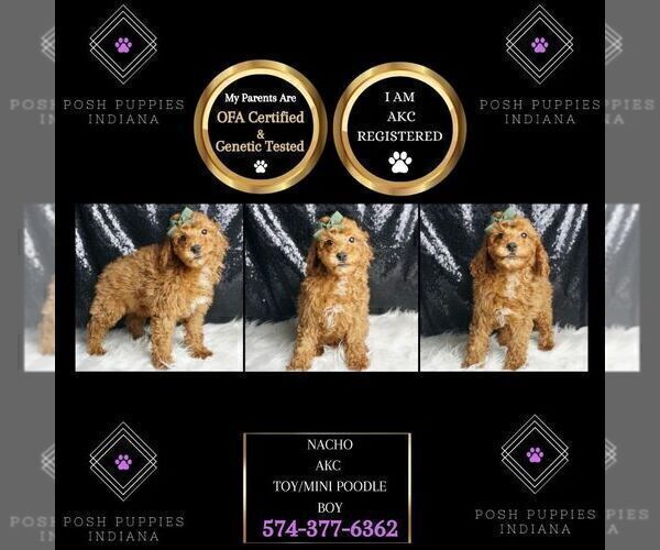 Medium Photo #54 Poodle (Miniature) Puppy For Sale in WARSAW, IN, USA