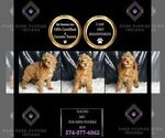 Small #1 Poodle (Miniature)