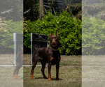 Small Photo #63 Doberman Pinscher Puppy For Sale in FORT LAUDERDALE, FL, USA
