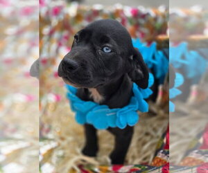 Labrador Retriever-Unknown Mix Dogs for adoption in Sterling, MA, USA