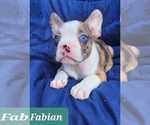 Small #4 Faux Frenchbo Bulldog