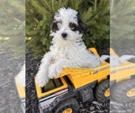 Small #3 Bernedoodle (Miniature)