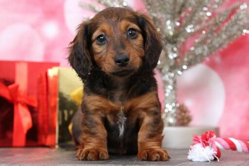 Medium Photo #1 Dachshund Puppy For Sale in BEL AIR, MD, USA