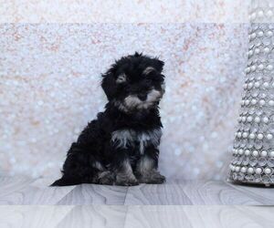 Morkie Puppy for sale in MARIETTA, GA, USA