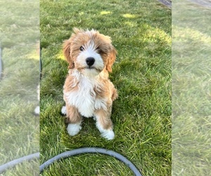 Miniature Bernedoodle Puppy for sale in SUNNYVALE, CA, USA