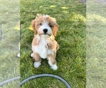 Small Photo #1 Miniature Bernedoodle Puppy For Sale in SUNNYVALE, CA, USA