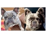 Small Photo #1 French Bulldog Puppy For Sale in QUEEN CREEK, AZ, USA