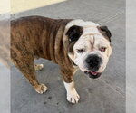 BEAR - Male Bulldog Dog for Adoption - Small photo