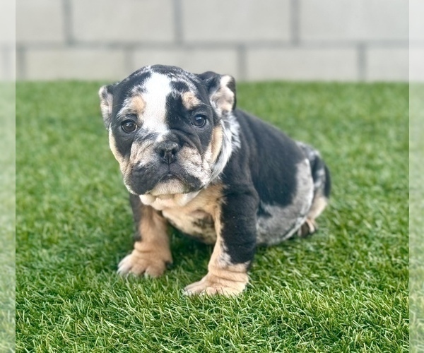 Medium Photo #18 English Bulldog Puppy For Sale in DALLAS, TX, USA