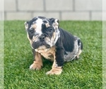 Small Photo #18 English Bulldog Puppy For Sale in DALLAS, TX, USA