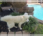 Small #50 Chow Chow-Great Pyrenees Mix