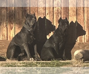 Father of the Cane Corso puppies born on 03/24/2026
