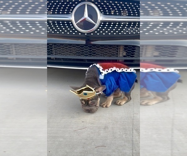 Medium Photo #27 French Bulldog Puppy For Sale in SPRINGFIELD, MA, USA