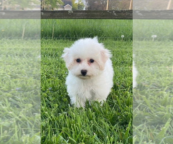 Medium Photo #1 Bichon Frise Puppy For Sale in CANOGA, NY, USA