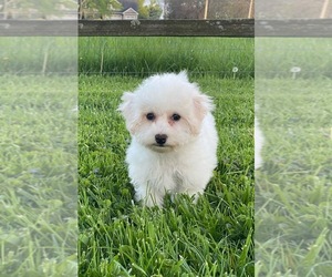 Bichon Frise Puppy for Sale in CANOGA, New York USA