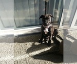 Small Photo #12 Staffordshire Bull Terrier Puppy For Sale in LONG BEACH, CA, USA