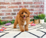 Small #3 Cavapoo (Miniature)