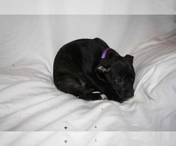 Medium Photo #4 American Staffordshire Terrier-Unknown Mix Puppy For Sale in Holly Springs, NC, USA