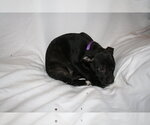 Small #3 American Staffordshire Terrier Mix