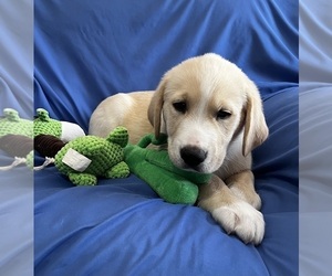 Golden Labrador Puppy for sale in LIVE OAK, FL, USA