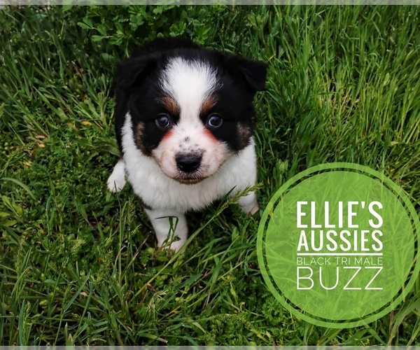 Medium Photo #3 Miniature Australian Shepherd Puppy For Sale in KETTLE FALLS, WA, USA
