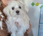 Small #3 Maltese