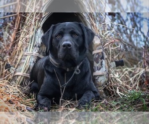 Father of the Labrador Retriever puppies born on 01/19/2025
