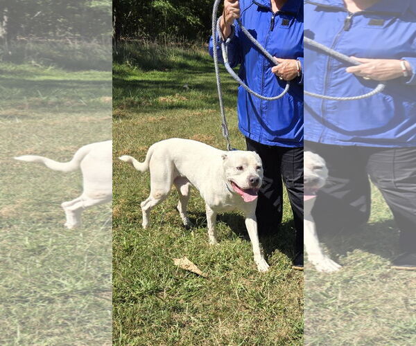 Medium Photo #7 Labrador Retriever-Unknown Mix Puppy For Sale in Rustburg, VA, USA
