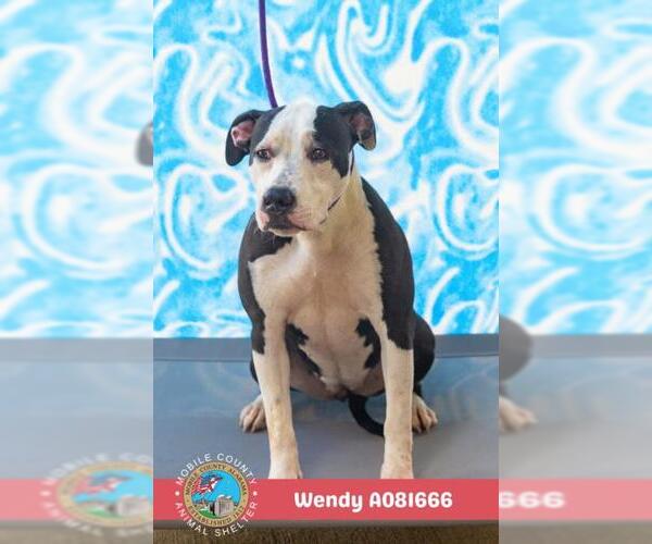 Medium Photo #1 American Bulldog-Unknown Mix Puppy For Sale in Mobile, AL, USA