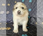 Small #3 Great Pyrenees