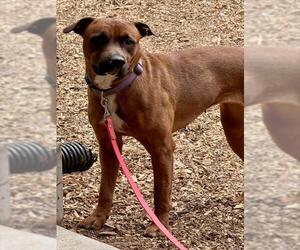 Rottweiler-American Pit Bull Terrier Dogs for adoption in South Lake Tahoe, CA, USA