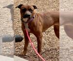 Small Rottweiler-American Pit Bull Terrier