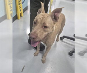 Mutt Dogs for adoption in Temple, TX, USA