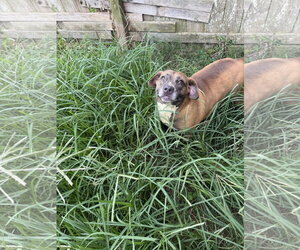 Brandi - Female Bulldog-Labrador Retriever Mix Dog for Adoption - Photo #2