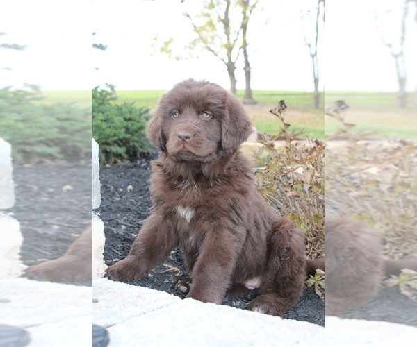Medium Photo #3 Newfoundland Puppy For Sale in LOYSVILLE, PA, USA