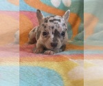 Small #3 Chihuahua