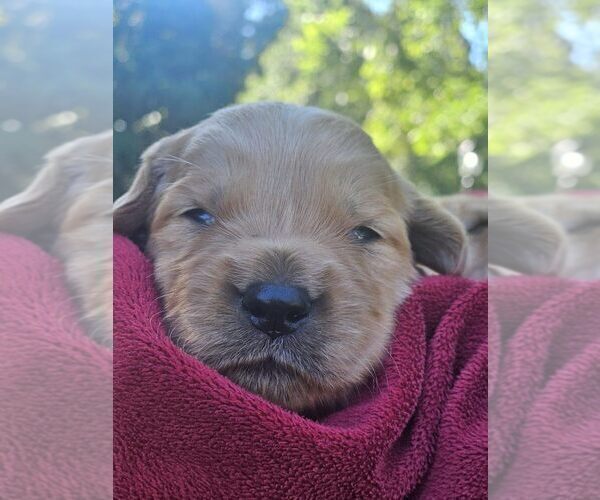Medium Photo #4 Golden Retriever Puppy For Sale in PRINCEVILLE, IL, USA