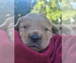 Small #3 Golden Retriever