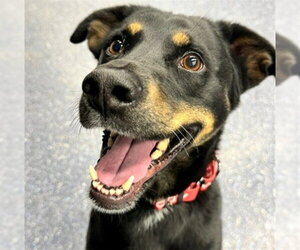 Labrador Retriever-Unknown Mix Dogs for adoption in Anchorage, AK, USA