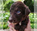 Small #1 F2 Aussiedoodle