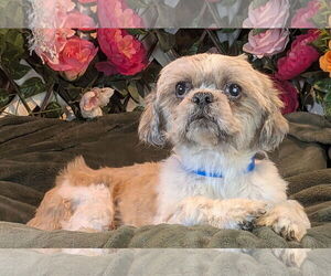 Shih Tzu Dogs for adoption in Bon Carbo, CO, USA