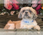 Small Shih Tzu