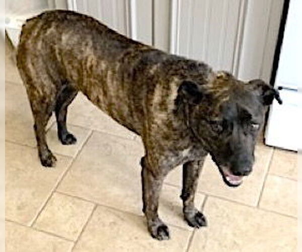 Medium Photo #4 Boxer-Plott Hound Mix Puppy For Sale in Mount Airy, NC, USA