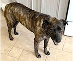 Small #3 Boxer-Plott Hound Mix