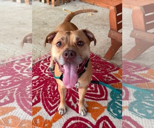 American Pit Bull Terrier-Unknown Mix Dogs for adoption in Germantown, OH, USA