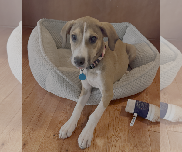 Medium Photo #5 Mutt Puppy For Sale in Bellevue, WA, USA