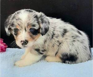Pembroke Welsh Corgi-Poodle (Miniature) Mix Puppy for sale in LANCASTER, PA, USA