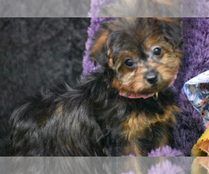 YorkiePoo Puppy for sale in ELDORADO, OH, USA