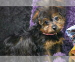 Image preview for Ad Listing. Nickname: Harper