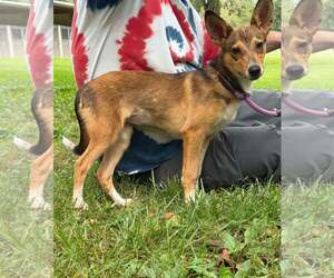 Feist Terrier-Unknown Mix Dogs for adoption in Warrenton, VA, USA